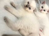 British Shorthair Ve Scotish Blue Point