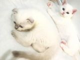 British Shorthair Ve Scotish Blue Point