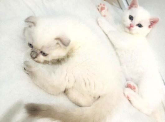 British Shorthair Ve Scotish Blue Point görsel