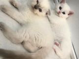 British Shorthair Ve Scotish Blue Point