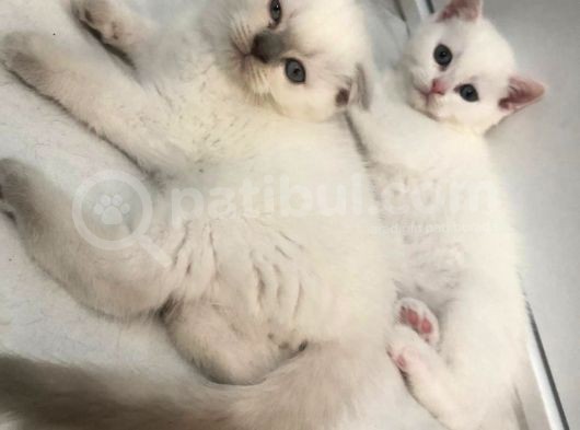 British Shorthair Ve Scotish Blue Point görsel