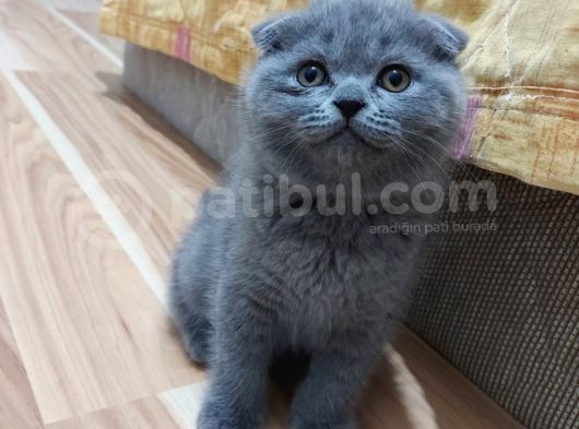 Güzel Huylu Kedilerimin Güzel Kedileri görsel