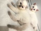 British Shorthair Ve Scotish Blue Point