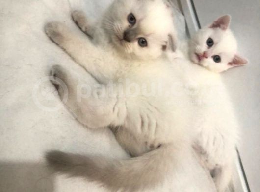 British Shorthair Ve Scotish Blue Point