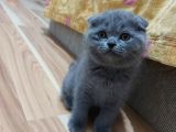 Güzel Huylu Kedilerimin Güzel Kedileri