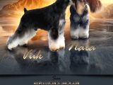 Minyatür Schnauzer Köpek Yavruları