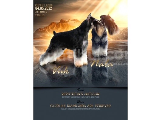 Minyatür Schnauzer Köpek Yavruları