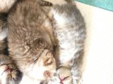 5 Haftalık British Shorthair Yavrular