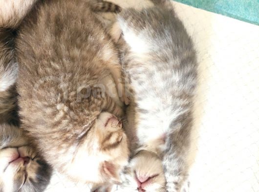 5 Haftalık British Shorthair Yavrular görsel