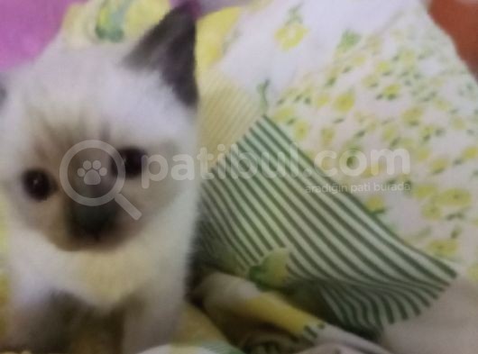 Sevecen Oyuncu Safkan Siyam Kedileri görsel