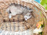 5 Haftalık British Shorthair Yavrular