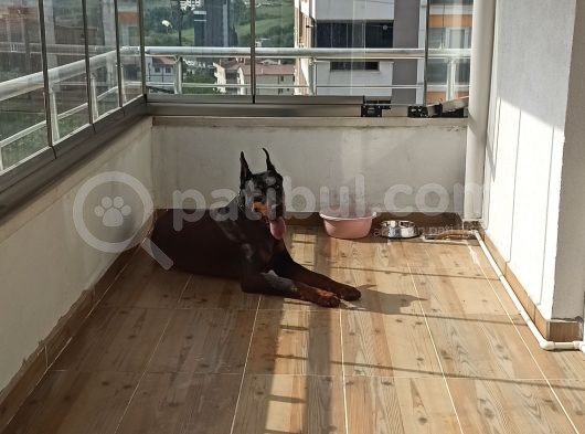 2.5 Yaşinda Yer Si̇ki̇nti̇si̇ndan Dolayi görsel