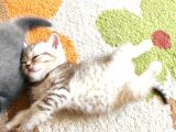 5 Haftalık British Shorthair Yavrular