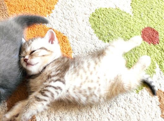 5 Haftalık British Shorthair Yavrular görsel