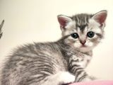 5 Haftalık British Shorthair Yavrular