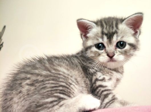 5 Haftalık British Shorthair Yavrular görsel