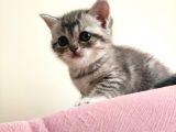 5 Haftalık British Shorthair Yavrular
