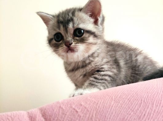5 Haftalık British Shorthair Yavrular
