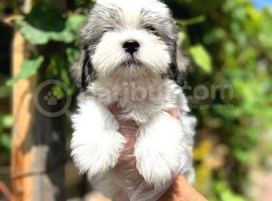 Bu Haftaya Özel Fiyatımızla Üst Düzey Dişi Morkie Yavrumuz görsel