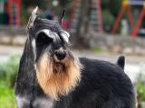 Minyatür Schnauzer Köpek Yavruları