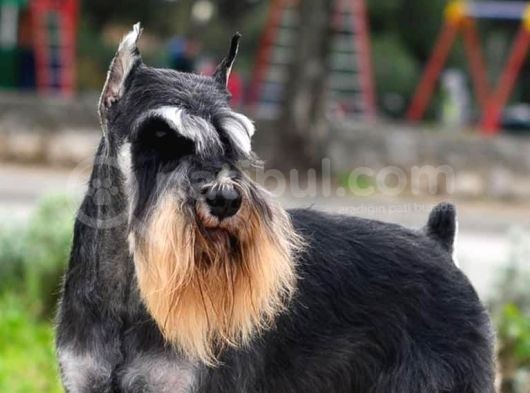 Minyatür Schnauzer Köpek Yavruları görsel