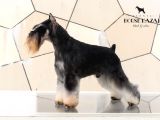 Minyatür Schnauzer Köpek Yavruları