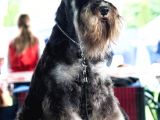 Minyatür Schnauzer Köpek Yavruları