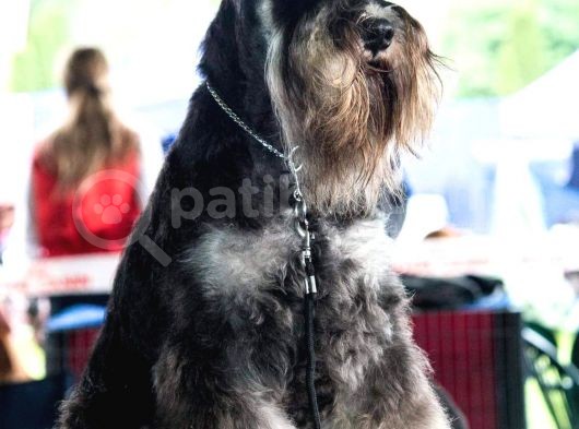 Minyatür Schnauzer Köpek Yavruları görsel
