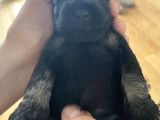 Minyatür Schnauzer Köpek Yavruları