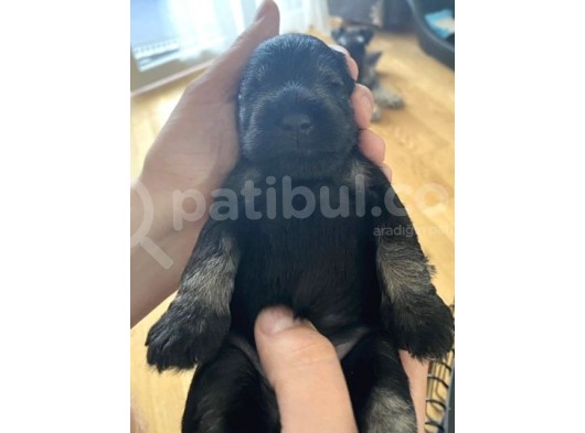 Minyatür Schnauzer Köpek Yavruları görsel