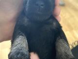 Minyatür Schnauzer Köpek Yavruları