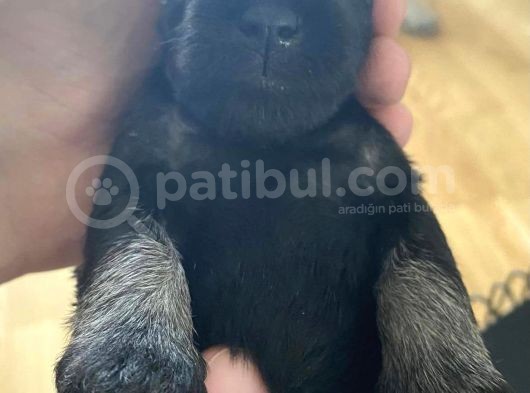 Minyatür Schnauzer Köpek Yavruları görsel