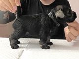 Minyatür Schnauzer Köpek Yavruları