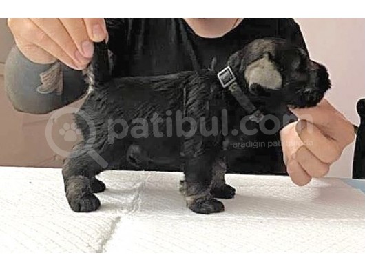 Minyatür Schnauzer Köpek Yavruları görsel
