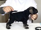 Minyatür Schnauzer Köpek Yavruları