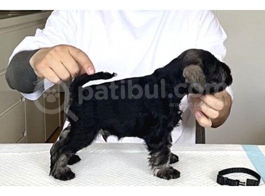 Minyatür Schnauzer Köpek Yavruları görsel