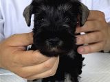 Minyatür Schnauzer Köpek Yavruları