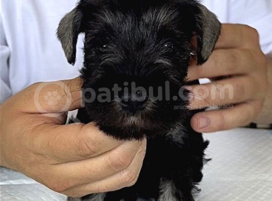 Minyatür Schnauzer Köpek Yavruları görsel