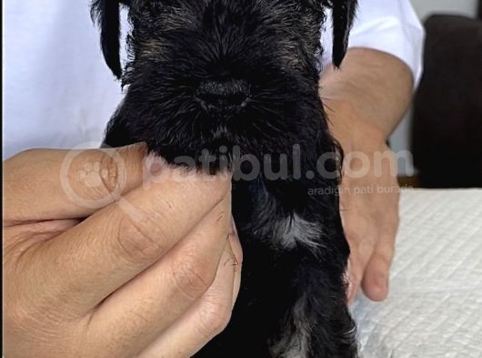 Minyatür Schnauzer Köpek Yavruları görsel