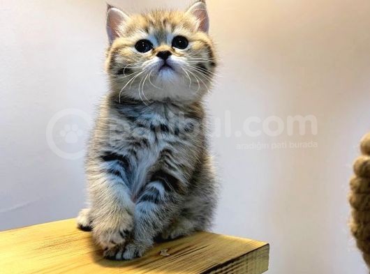 Ayı Surat Black Golden Aile Ortamında Büyümüş Yavrularımız görsel