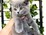 British Shorthair Di̇şi̇ 2 Aylik Baba Scr'Li̇