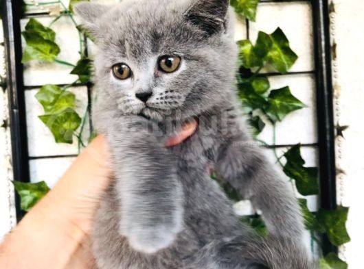 British Shorthair Di̇şi̇ 2 Aylik Baba Scr'Li̇ görsel
