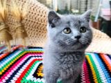 British Shorthair Di̇şi̇ 2 Aylik Baba Scr'Li̇