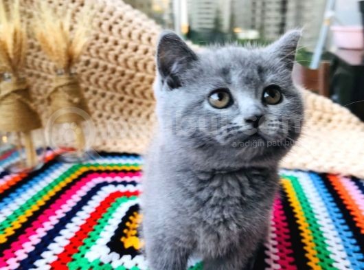 British Shorthair Di̇şi̇ 2 Aylik Baba Scr'Li̇ görsel