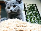 British Shorthair Di̇şi̇ 2 Aylik Baba Scr'Li̇