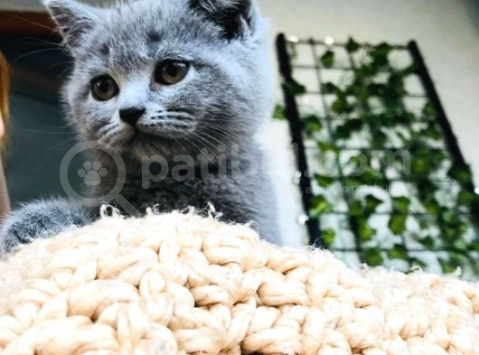 British Shorthair Di̇şi̇ 2 Aylik Baba Scr'Li̇ görsel