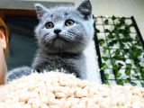 British Shorthair Di̇şi̇ 2 Aylik Baba Scr'Li̇
