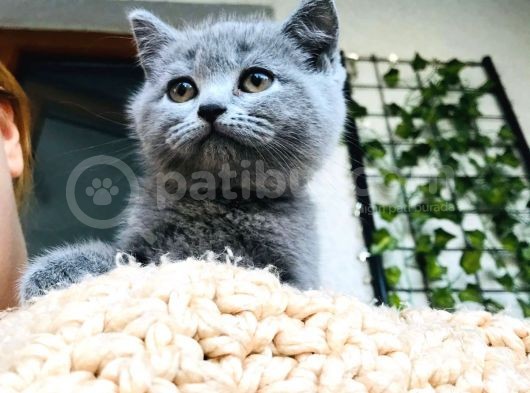 British Shorthair Di̇şi̇ 2 Aylik Baba Scr'Li̇ görsel
