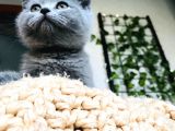 British Shorthair Di̇şi̇ 2 Aylik Baba Scr'Li̇