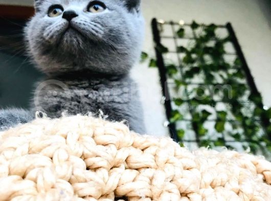 British Shorthair Di̇şi̇ 2 Aylik Baba Scr'Li̇ görsel